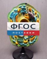 Модель "Клетка растения" - fgospostavki.ru - Рыбинск
