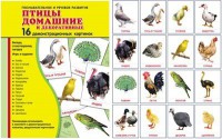 Демонстрационные карточки "Птицы домашние и декоративные" - fgospostavki.ru - Рыбинск