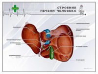 Стенд "Строение печени человека" - fgospostavki.ru - Рыбинск