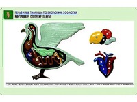 Рельефная таблица "Внутреннее строение голубя" (формат А1, матовое ламинирование) - fgospostavki.ru - Рыбинск