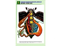 Рельефная таблица "Внутреннее строение жука" (формат А1, матовое ламинирование) - fgospostavki.ru - Рыбинск