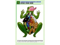 Рельефная таблица "Внутреннее строение лягушки" (формат А1, матовое ламинирование) - fgospostavki.ru - Рыбинск