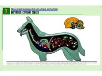 Рельефная таблица "Внутреннее строение собаки" (формат А1, матовое ламинирование) - fgospostavki.ru - Рыбинск