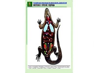 Рельефная таблица "Внутреннее строение ящерицы" (формат А1, матовое ламинирование) - fgospostavki.ru - Рыбинск