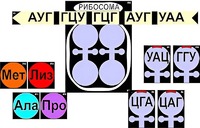 Модель-аппликация "Биосинтез белка" (ламинированная) - fgospostavki.ru - Рыбинск