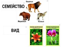 Модель-аппликация "Классификация растений и животных" (ламинированная) - fgospostavki.ru - Рыбинск