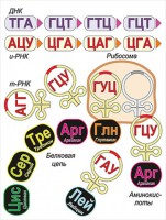 Модель-аппликация Биосинтез белка - fgospostavki.ru - Рыбинск