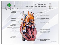 Стенд "Строение сердца человека" - fgospostavki.ru - Рыбинск
