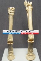 Скелет конечности лошади (передняя и задняя) на подставке - fgospostavki.ru - Рыбинск