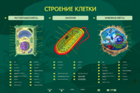 Электрифицированный стенд "Строение клетки" с маркерными полями - fgospostavki.ru - Рыбинск
