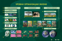Электрифицированный стенд "Уровни организации жизни" - fgospostavki.ru - Рыбинск