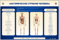 Электрифицированный стенд-тренажер c макетом скелета "Анатомическое строение человека" - fgospostavki.ru - Рыбинск