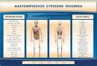 Электрифицированный стенд-тренажер c макетом скелета "Анатомическое строение человека" - fgospostavki.ru - Рыбинск