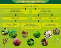 Стенд "Систематика растений" - fgospostavki.ru - Рыбинск