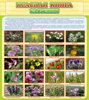 Стенд "Красная книга - растения" - fgospostavki.ru - Рыбинск