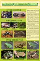 Стенд "Класс земноводные" - fgospostavki.ru - Рыбинск