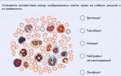 Интерактивные курсы. Биология 11 класс. Расширенный. - fgospostavki.ru - Рыбинск