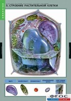 Комплект таблиц. Биология. Вещества растений. Клеточное строение. - fgospostavki.ru - Рыбинск