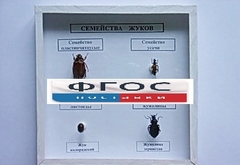 Коллекция "Семейство жуков" - fgospostavki.ru - Рыбинск