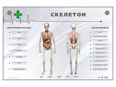 Электрифицированный стенд-тренажер "Скелетон" - fgospostavki.ru - Рыбинск