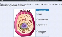Интерактивные курсы. Биология 8 класс. Базовый - fgospostavki.ru - Рыбинск