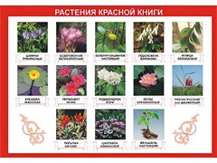 Таблица демонстрационная "Растения Красной книги" (винил 70*100) - fgospostavki.ru - Рыбинск