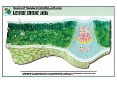 Рельефная таблица "Клеточное строение листа" (формат А1, матовое ламинирование) - fgospostavki.ru - Рыбинск