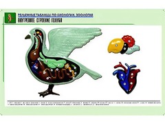 Рельефная таблица "Внутреннее строение голубя" (формат А1, матовое ламинирование) - fgospostavki.ru - Рыбинск