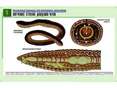 Рельефная таблица "Внутреннее строение дождевого червя" (формат А1, матовое ламинирование) - fgospostavki.ru - Рыбинск