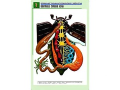 Рельефная таблица "Внутреннее строение жука" (формат А1, матовое ламинирование) - fgospostavki.ru - Рыбинск
