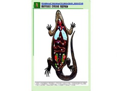 Рельефная таблица "Внутреннее строение ящерицы" (формат А1, матовое ламинирование) - fgospostavki.ru - Рыбинск