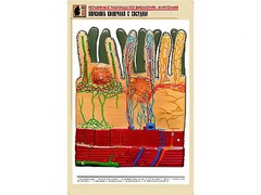 Рельефная таблица "Ворсинка кишечная с сосудом" (формат А1, матовое ламинирование) - fgospostavki.ru - Рыбинск