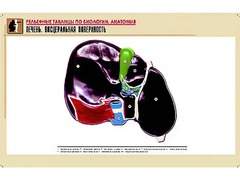 Рельефная таблица "Печень. Висцеральная поверхность" (формат А1, матовое ламинирование) - fgospostavki.ru - Рыбинск