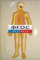 Модель барельефная "Нервная система человека" - fgospostavki.ru - Рыбинск