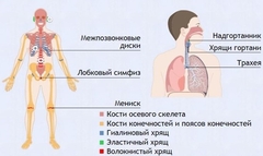 Интерактивные курсы. Биология 9 класс. Базовый. - fgospostavki.ru - Рыбинск