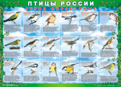 Комплект таблиц "Птицы России (4 листа)" (100х140 сантиметров, винил) - fgospostavki.ru - Рыбинск