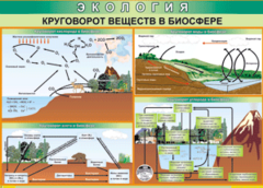 Таблица "Круговорот веществ в биосфере" (100х140 сантиметров, винил) - fgospostavki.ru - Рыбинск