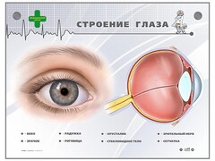 Интерактивный стенд "Строение глаза" - fgospostavki.ru - Рыбинск