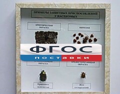 Коллекция энтомологическая "Примеры защитных приспособлений у насекомых" - fgospostavki.ru - Рыбинск