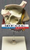 Модель "Разрез носоглотки" - fgospostavki.ru - Рыбинск