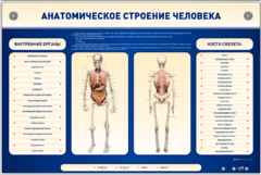 Электрифицированный стенд-тренажер c макетом скелета "Анатомическое строение человека" - fgospostavki.ru - Рыбинск