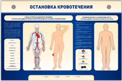 Электрифицированный стенд-тренажер "Остановка кровотечения" - fgospostavki.ru - Рыбинск