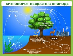 Стенд "Круговорот веществ" - fgospostavki.ru - Рыбинск