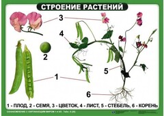 Комплект таблиц "Ознакомление с окружающим миром 1-4 класс" - fgospostavki.ru - Рыбинск