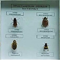 Коллекция энтомологическая "Представители отряда насекомых" - fgospostavki.ru - Рыбинск