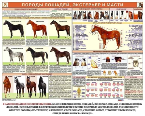 Комплект плакатов "Служебное коневодство" - fgospostavki.ru - Рыбинск
