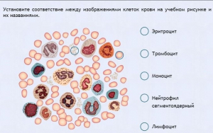 Интерактивные курсы. Биология 11 класс. Расширенный. - fgospostavki.ru - Рыбинск