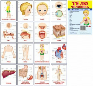 Раздаточные карточки "Тело человека" - fgospostavki.ru - Рыбинск