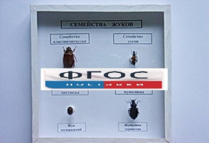 Коллекция "Семейство жуков" - fgospostavki.ru - Рыбинск