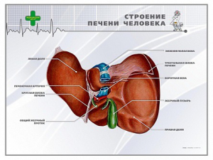 Стенд "Строение печени человека" - fgospostavki.ru - Рыбинск